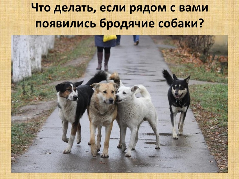 Бродячие собаки.