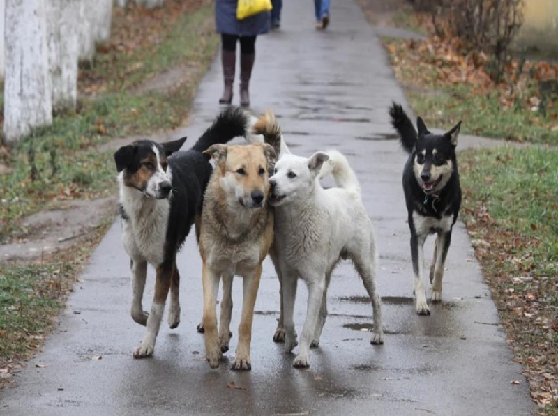 Про самовыгул животных.