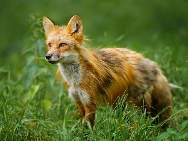 Алгоритм действий в случае обнаружения диких плотоядных с признаками особо опасных болезней.
