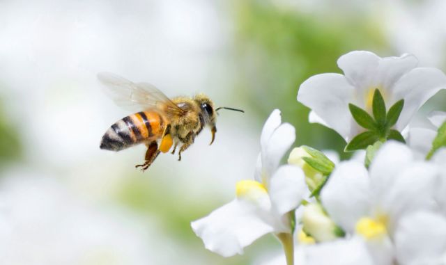 ПАМЯТКА сельхозтоваропроизводителям и пчеловодам по предотвращению отравления пчел пестицидами..